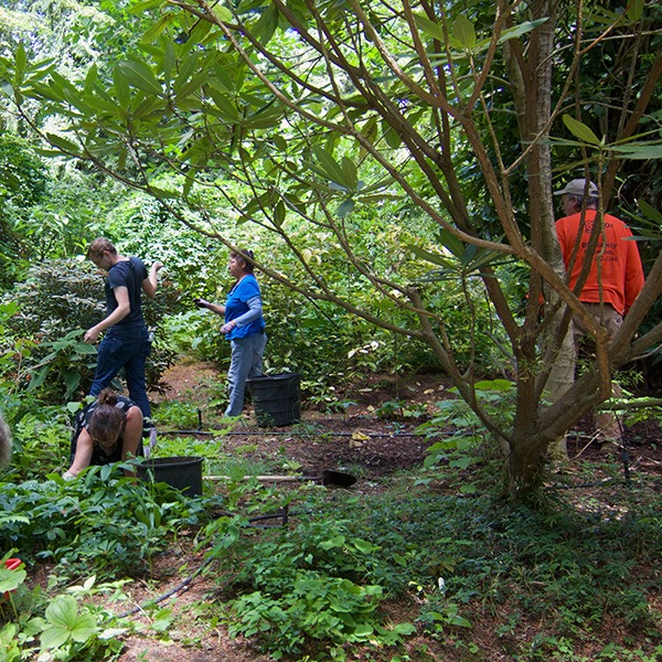 Volunteers help with weeding the garden during a Weed, Walk & Talk